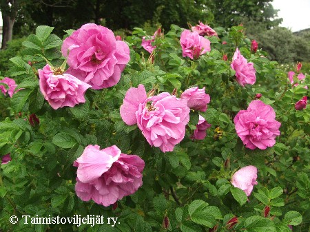 Rosa Rugosa-Ryhm� 